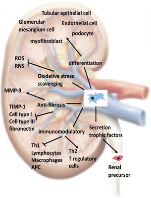 Current Perspectives on Role of MSC in Renal Pathophysiology